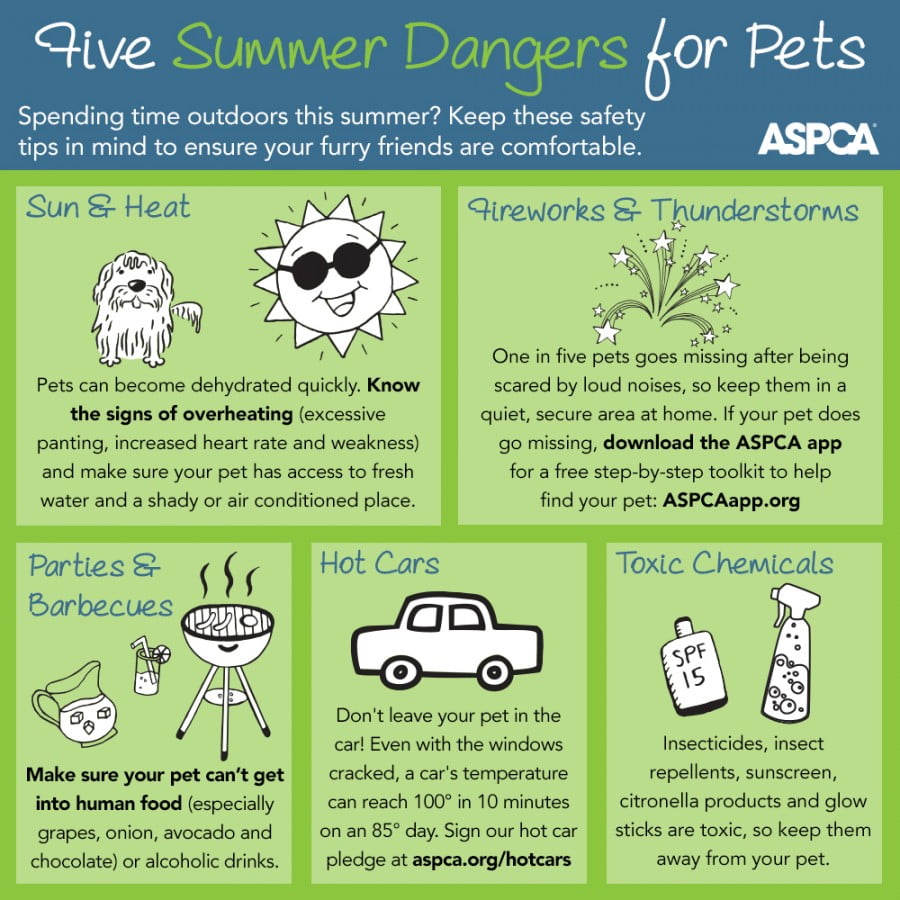 Summer Pet Safety Tips - Doggie Bliss