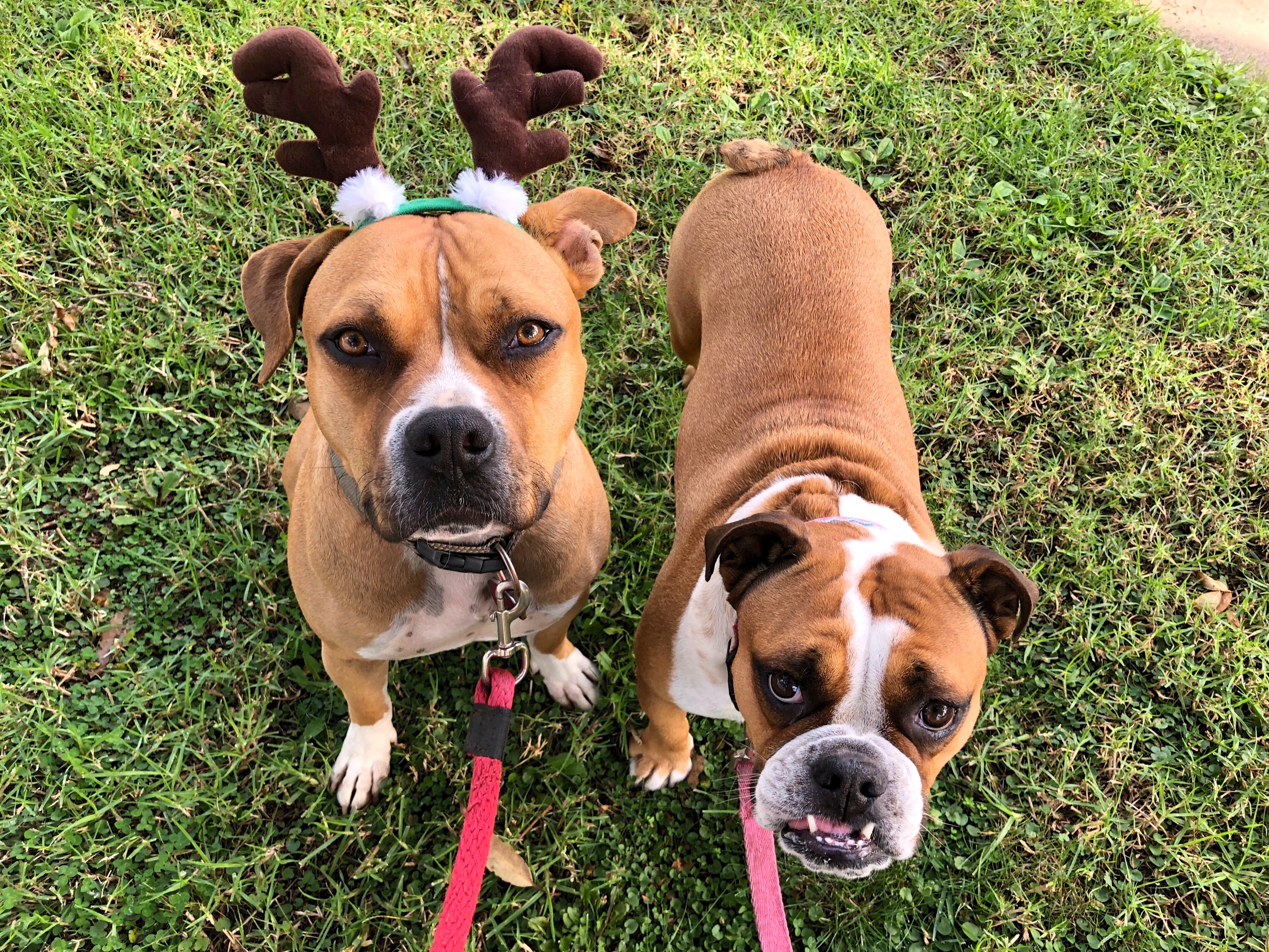 How to Keep Your Pets Safe During the Holidays – DoggieBliss